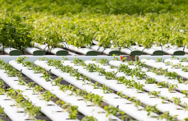 Archi's grows organic basil and other crops using hydroponics, a system of growing plants in a water-based nutrient solution instead of soil. (John Fredricks for American Essence)