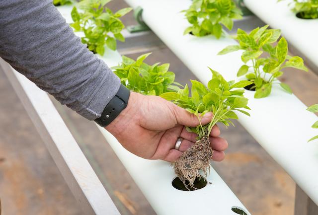 Basil grows at Archi's Acres. (John Fredricks for American Essence)
