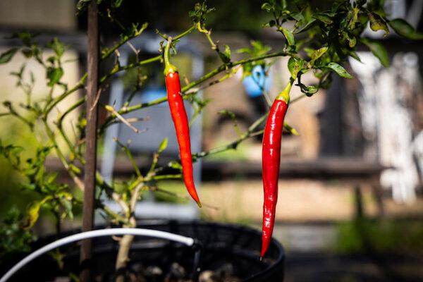 Red peppers grown at Archi's Institute. (John Fredricks for American Essence)