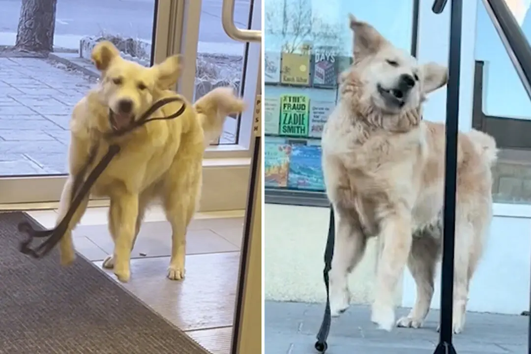 Hilarious Video Captures Golden Retriever Throwing Temper Tantrums When He Doesn’t Get His Way