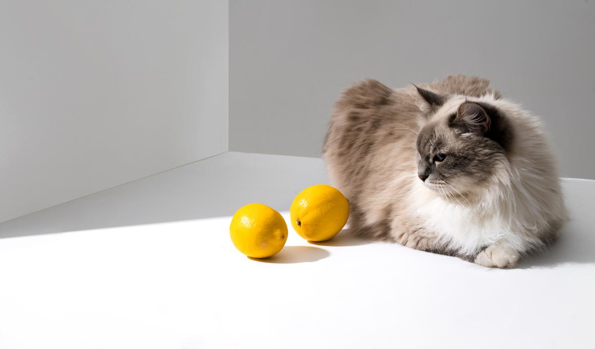 Mark Your Territory With Citrus