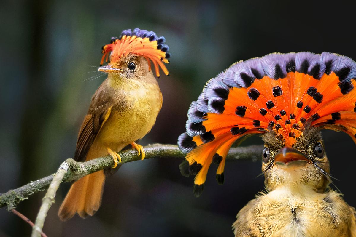 The Royal Flycatcher Has a Bright-Red Retracting Fan-Shaped Crest—Here’s the Weird Reason Why