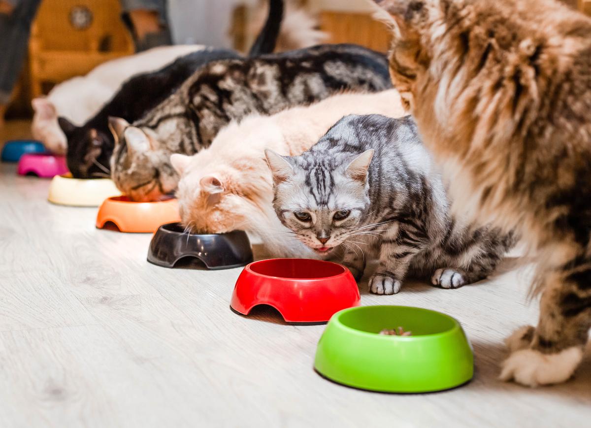 Hoarder Has Too Many Animals for Adequate Care