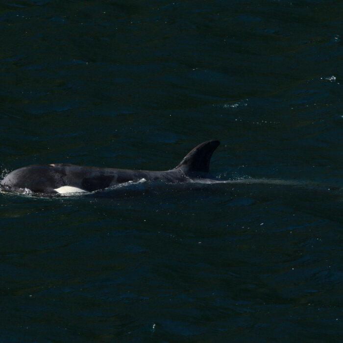Killer Whale Calf Trapped in BC Swims out of Lagoon on Her Own