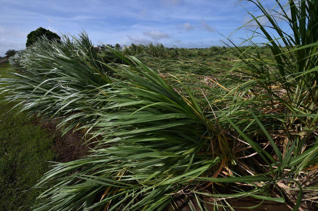 Cane’s Potential in Renewable Energy Mix Being Overlooked: Farm Industry Leader