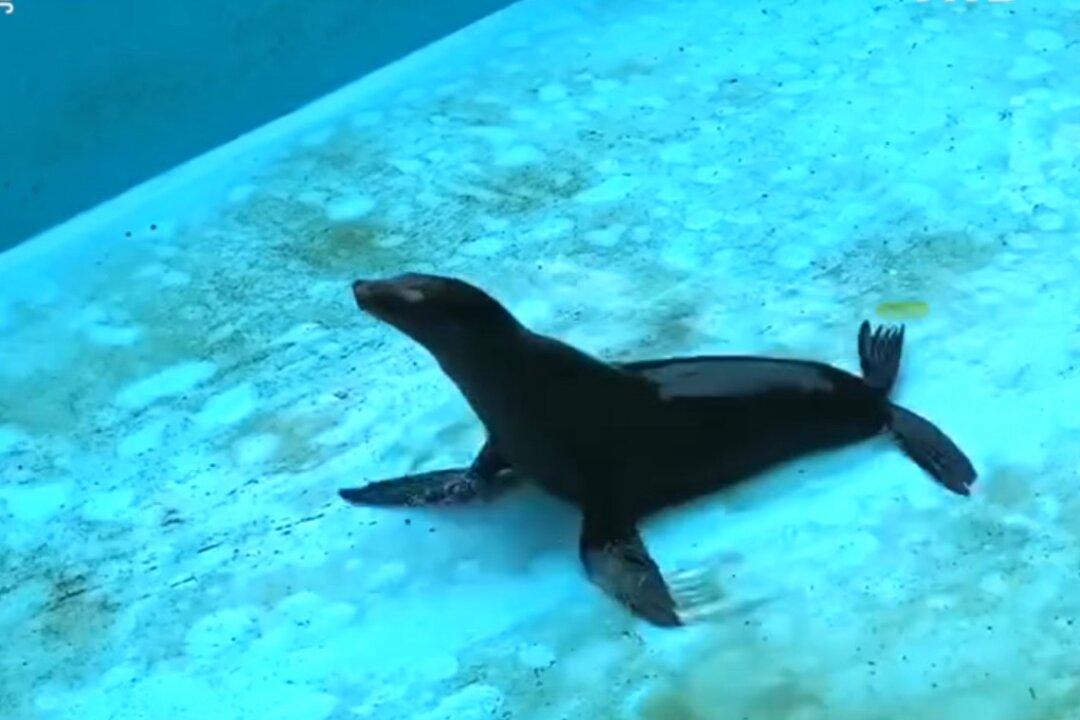 Sea Lion Slides Around in Empty Pool