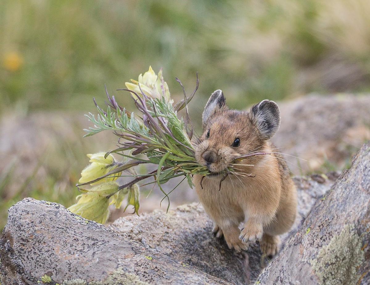 An adult American pika (Ochotona princeps) usually weighs around 7 ounces. (Richard Seeley/Shutterstock)