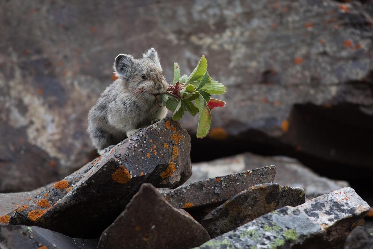 (Kendall Collett/Shutterstock)