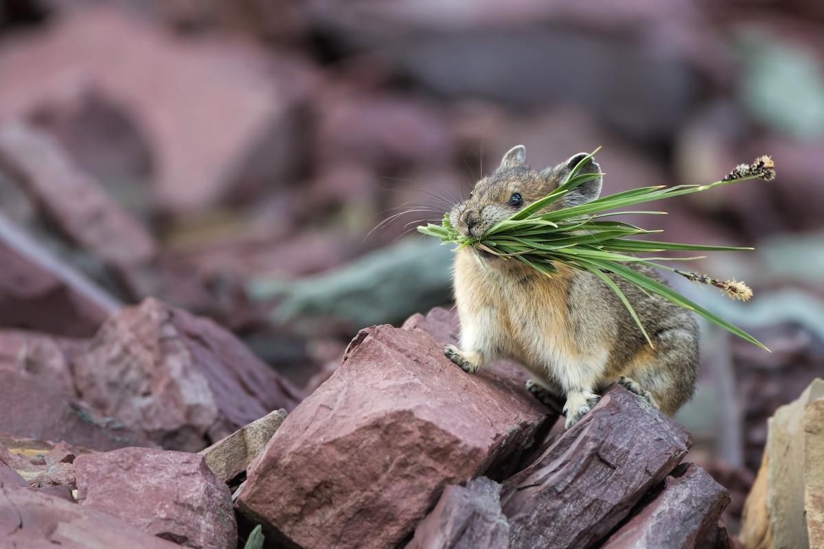 (Brett Swain/Shutterstock)