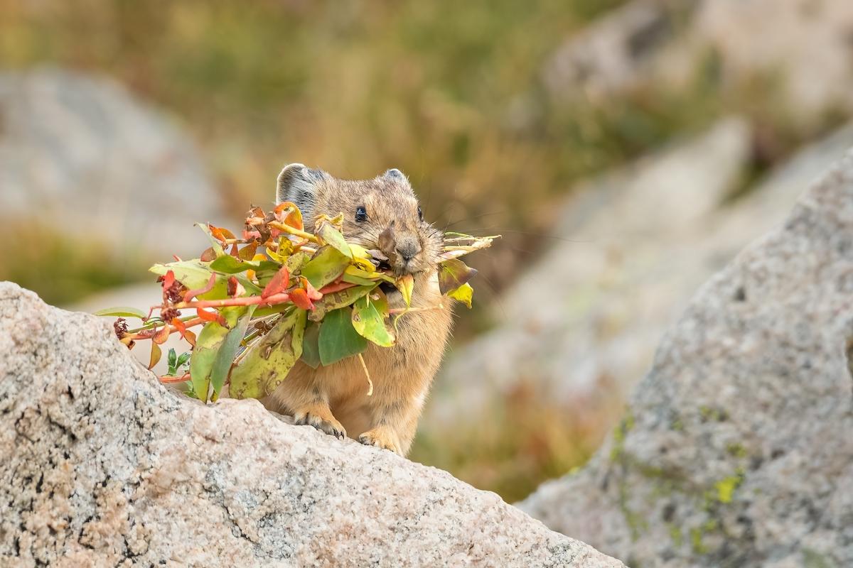 (Eivor Kuchta/Shutterstock)
