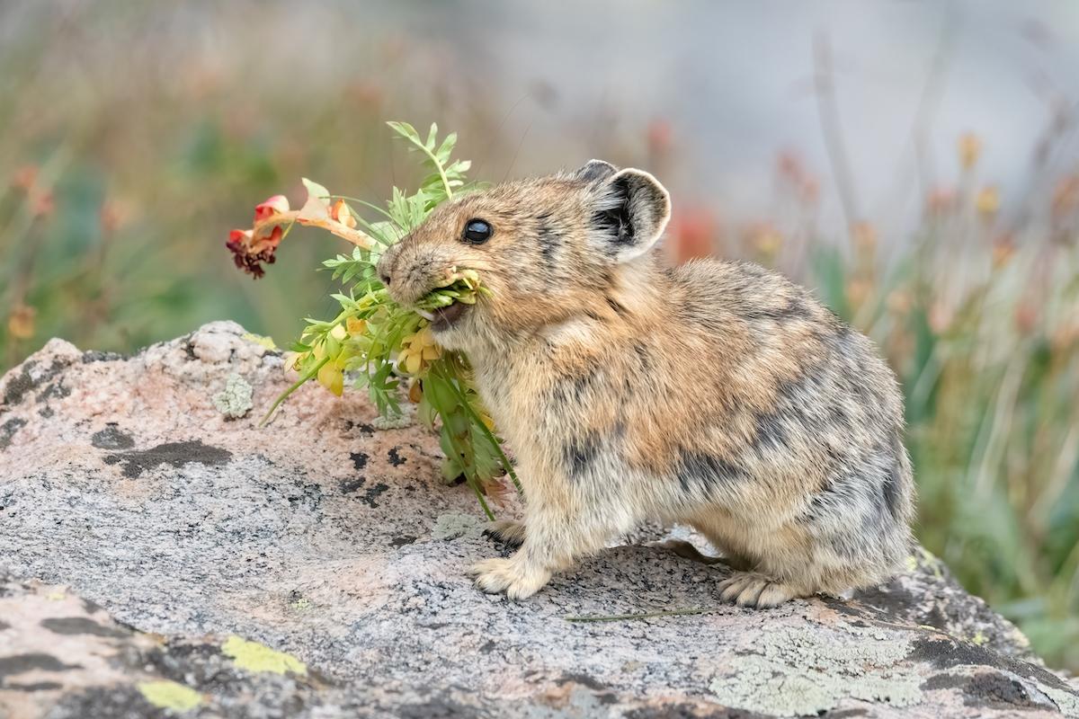 (Eivor Kuchta/Shutterstock)
