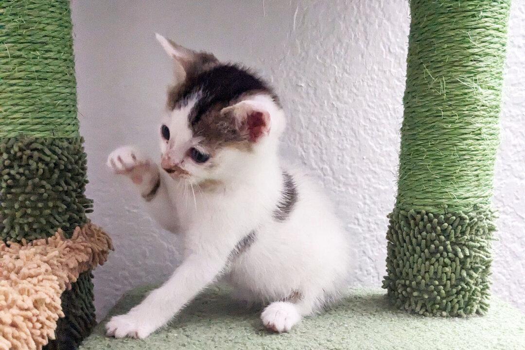Month-Old Kitten Rescued from Metro Train in Los Angeles