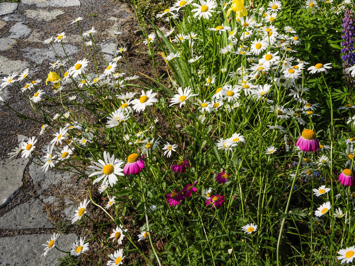 Natural Splendor: Creating a Breathtaking Wildflower Garden