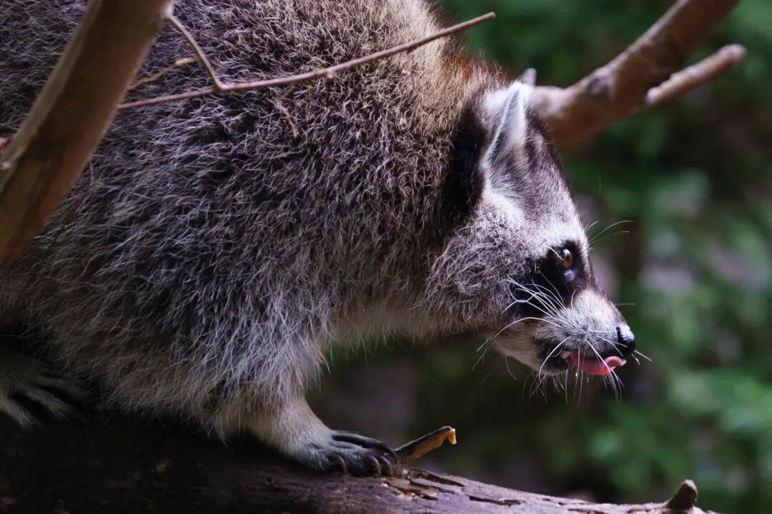 Raccoon Rabies Outbreak Still Growing, Quebec Public Health Officials Say