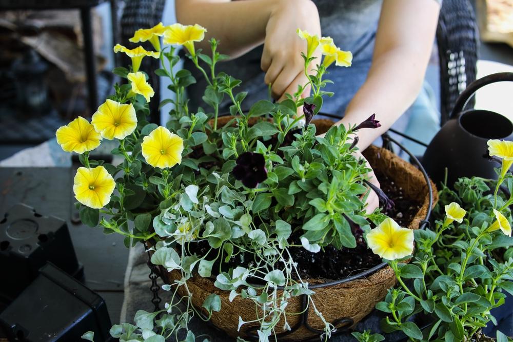Hanging baskets are beautiful, creative, and versatile, but they do require more complicated maintenance.(Stephanie Frey/Shutterstock)