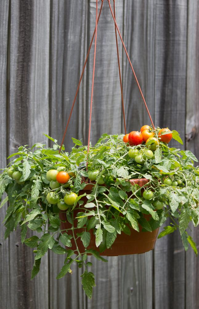 Strawberries, as well as certain varieties of tomatoes, peppers, eggplant, zucchini, and more, will all thrive well above ground level. (Leslie Shields/Shutterstock)
