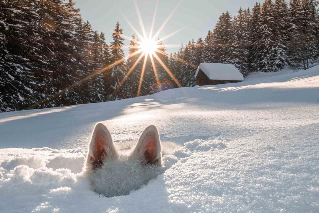 Comedy Pet Photo Awards 2024 Reveal 30 Funniest Finalists—Vote for Your Favorite, Win Cash Prize