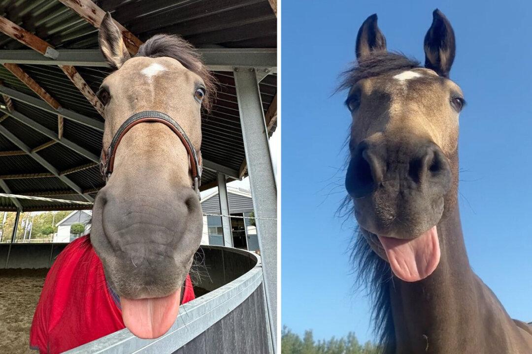 VIDEO: Goofy Horse Sticks His Tongue Out When He Wants to Play—His Antics Are Fun to Watch