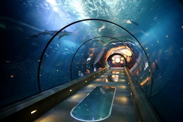 Acrylic tubes run underwater creating a sense of walking beneath the sea at the Oregon Coast Aquarium in Newport. (Courtesy of Oregon Coast Aquarium)