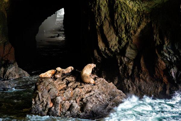 Steller sea lions take refuge in Sea Lion Caves near Florence. (Maria Coulson)