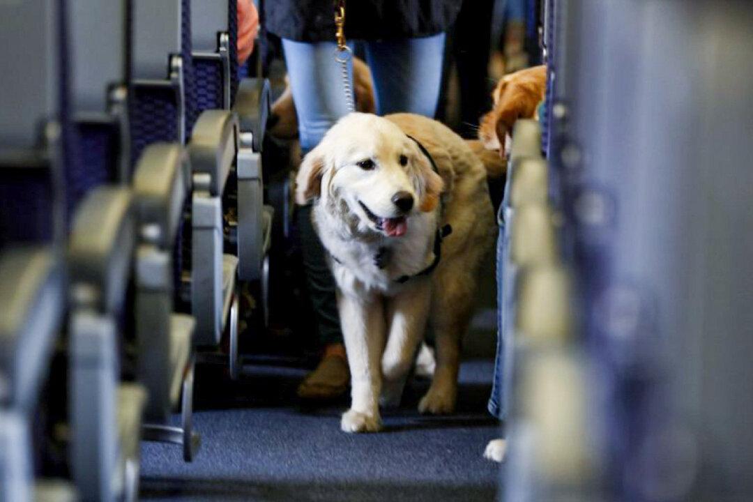 New US Border Rules for Dogs Start Aug. 1 as Canada Seeks Exemption