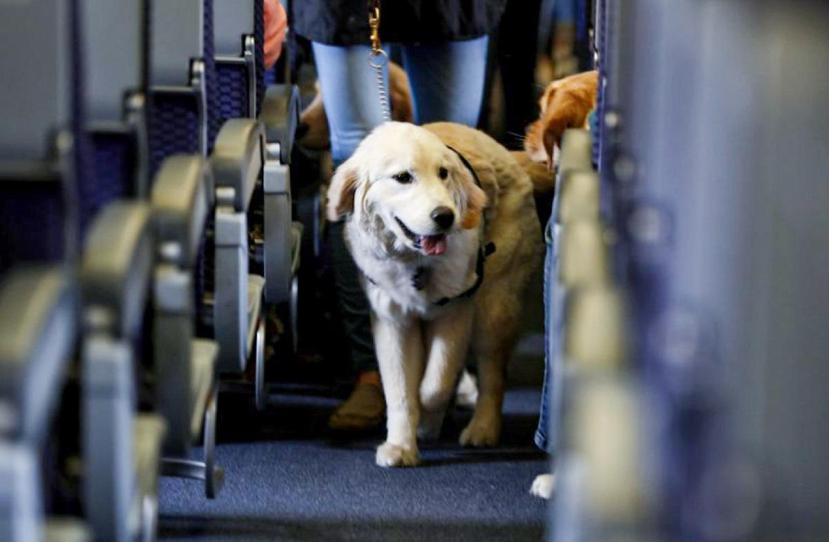 New US Border Rules for Dogs Start Aug. 1 as Canada Seeks Exemption