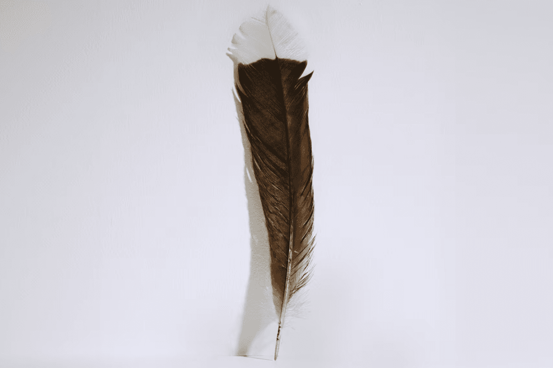 Rare Feather Tickles a Collector’s Fancy: Sells for World Record $46,500