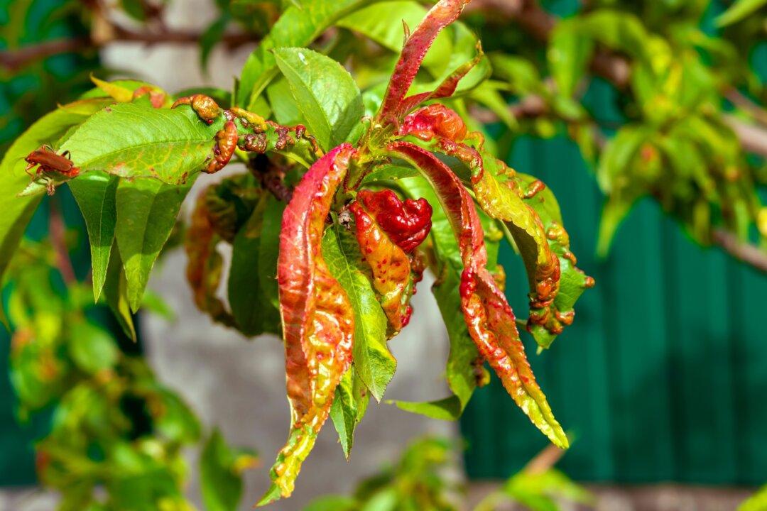 Peach Leaf Curl and Corn Block Planting