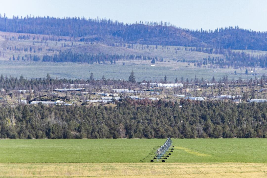 Thousands of Illegal Cannabis Plants Eradicated in California State Parks
