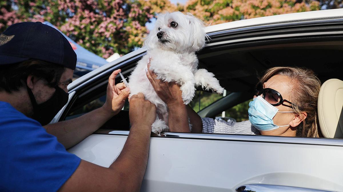 Nationwide to End 100,000 Pet Insurance Plans Amid Inflationary Pressure
