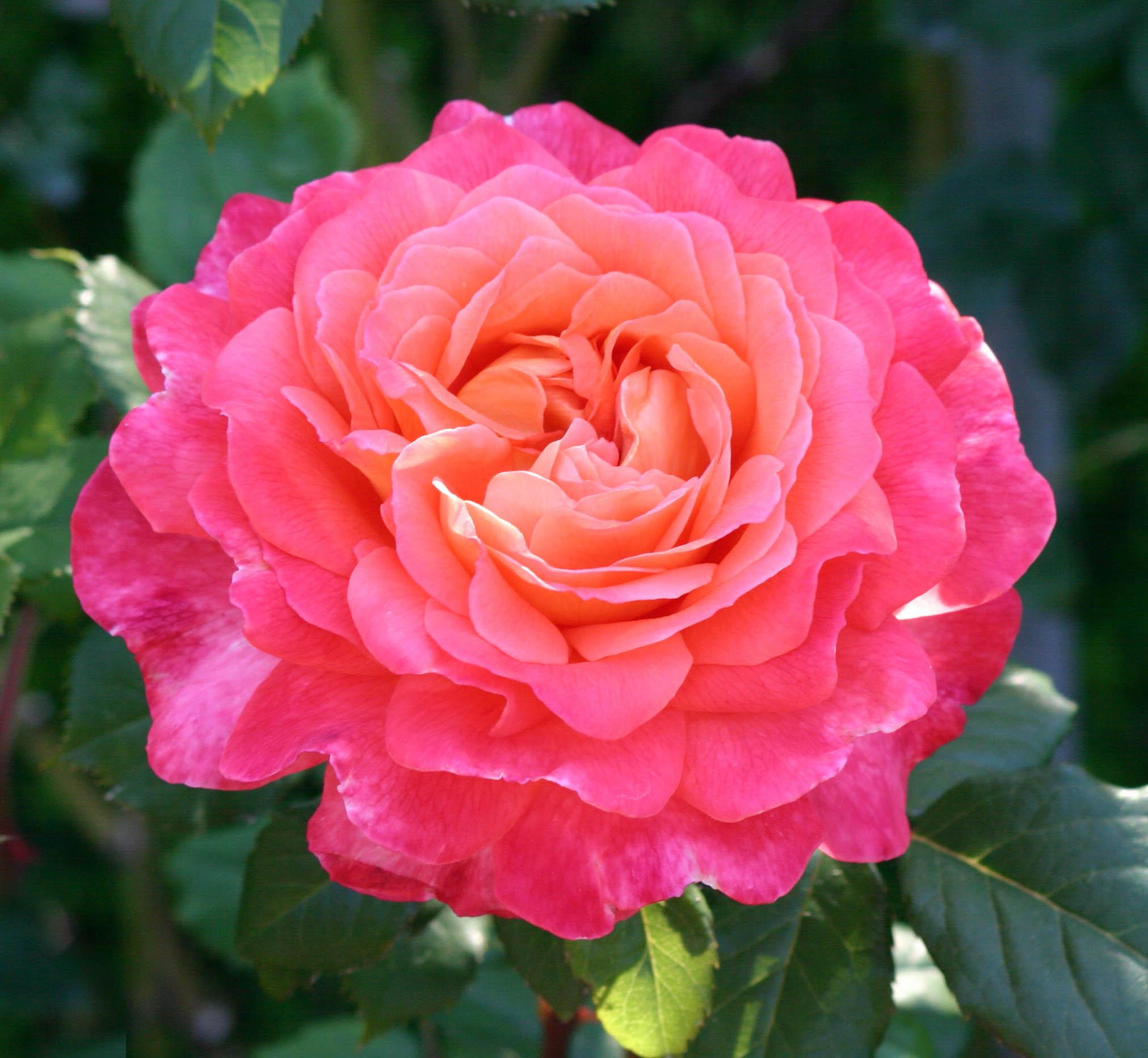 image-5656702