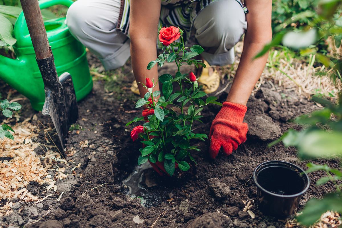 Adequate draining is important for your roses to thrive. (Mariia Boiko/Shutterstock)