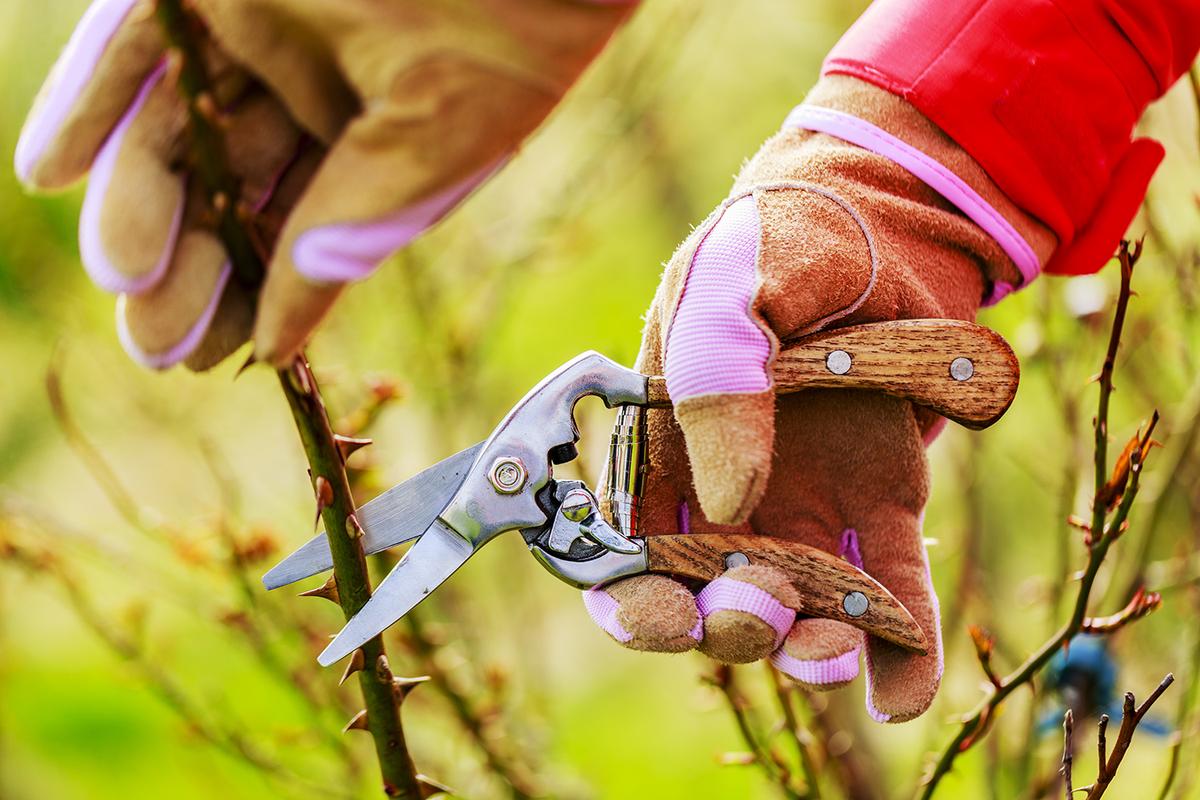 Follow these expert tips on pruning, and your roses will grow back beautifully. (gorillaimages/Shutterstock)
