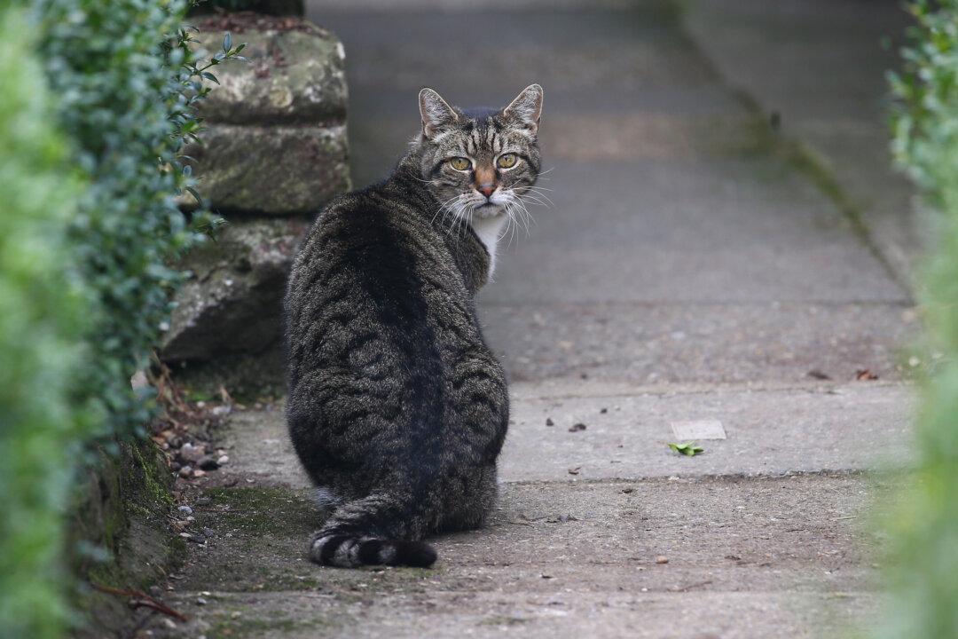 Abducting Pets Is a Criminal Offence After New Bill Passes Into Law