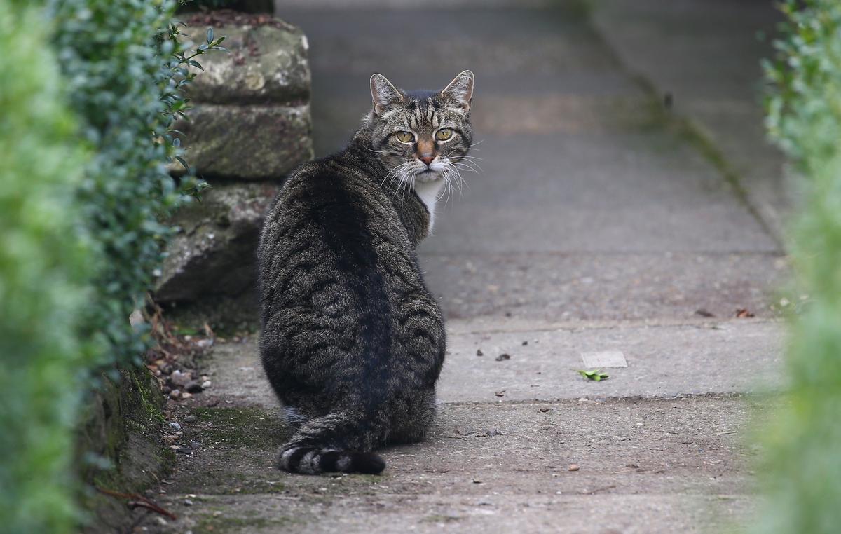 Abducting Pets Is a Criminal Offence After New Bill Passes Into Law