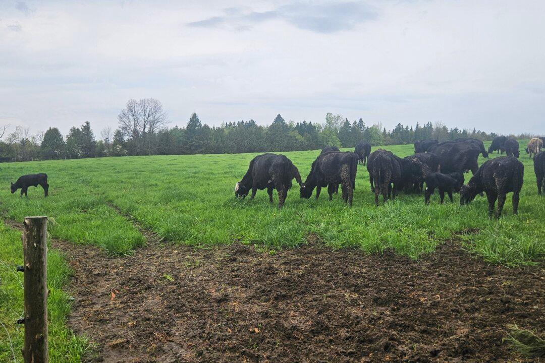 Cattle Rustling Comes to Quebec as Police Investigate Suspected Theft of Entire Herd