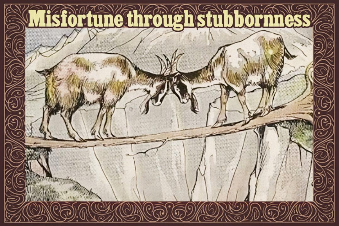 2 Stubborn Goats Crossing a Narrow Path Refuse to Give Way—Their Egoistic Clash Turns Fatal
