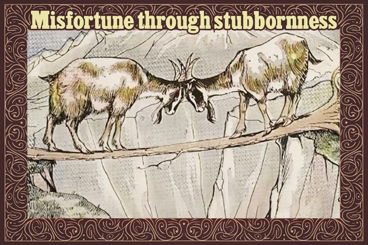 2 Stubborn Goats Crossing a Narrow Path Refuse to Give Way—Their Egoistic Clash Turns Fatal