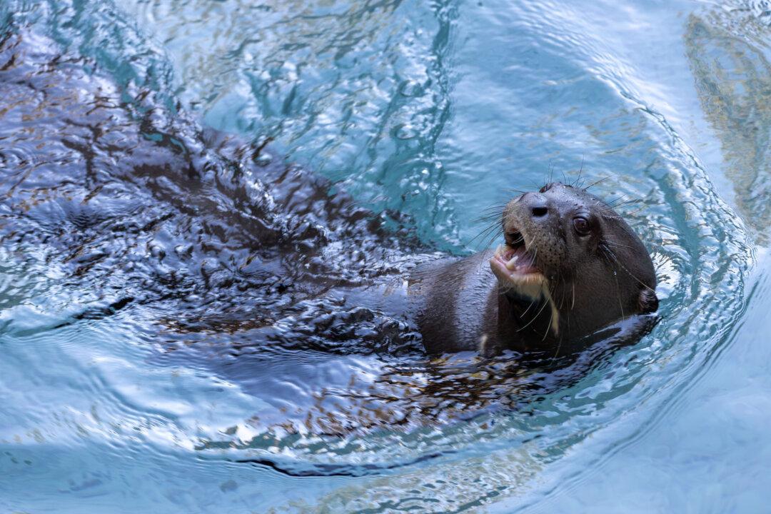 LA Zoo Sends Giant Otter to Breeding Program in Argentina