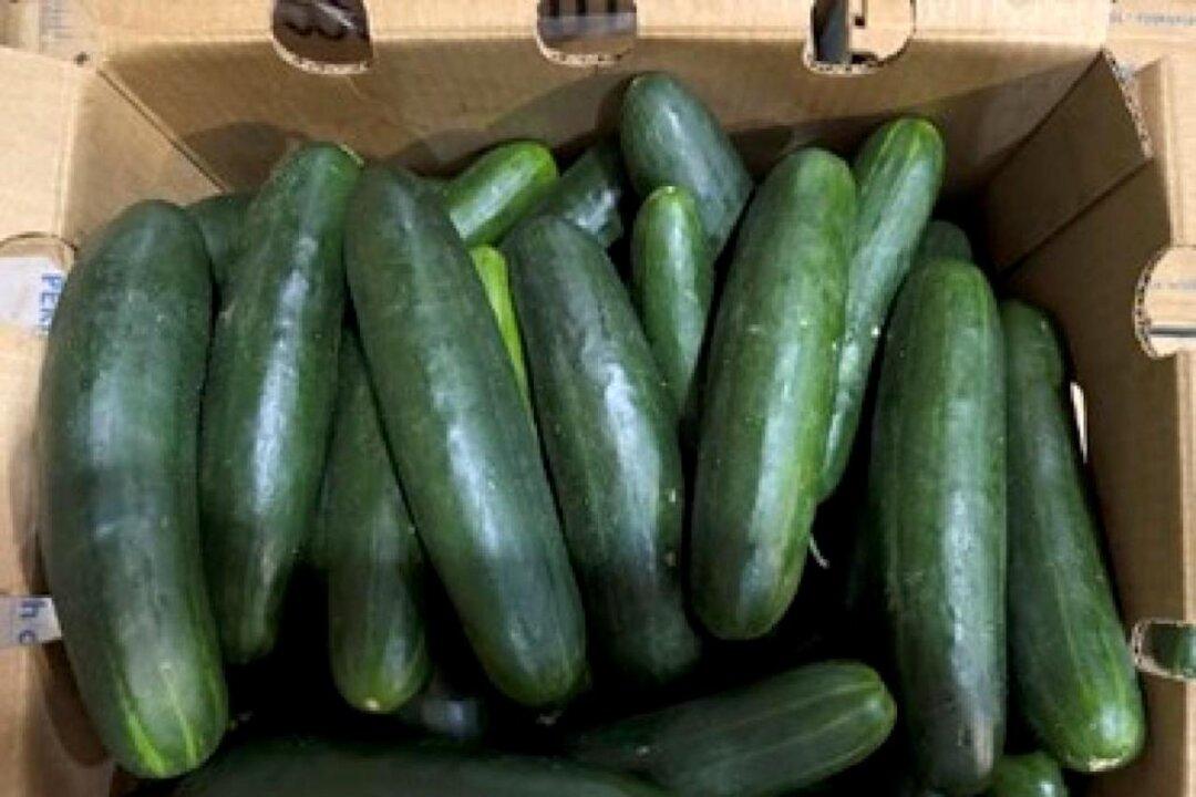 FDA Recalls Cucumbers in 14 States Over Potential Salmonella Contamination