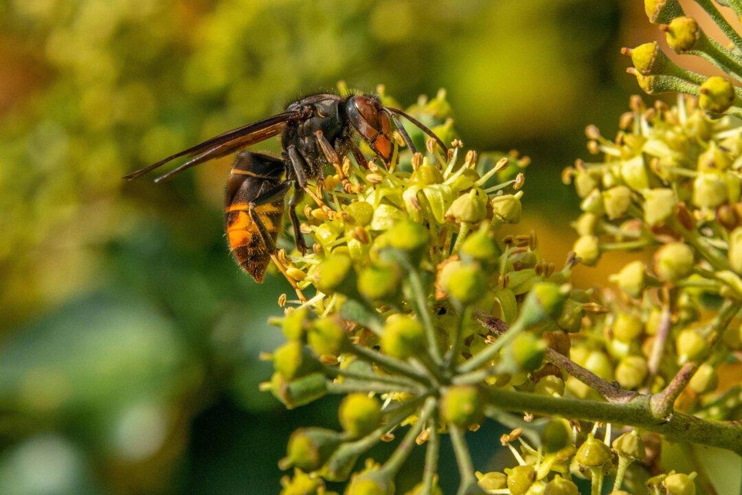 Asian Hornets Have Survived British Winter and Could Be Here to Stay