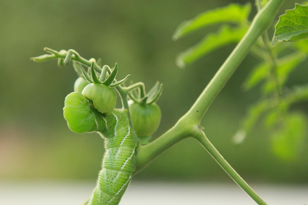 Battling the Bad Bugs: How to Get Ahead of Garden Pests