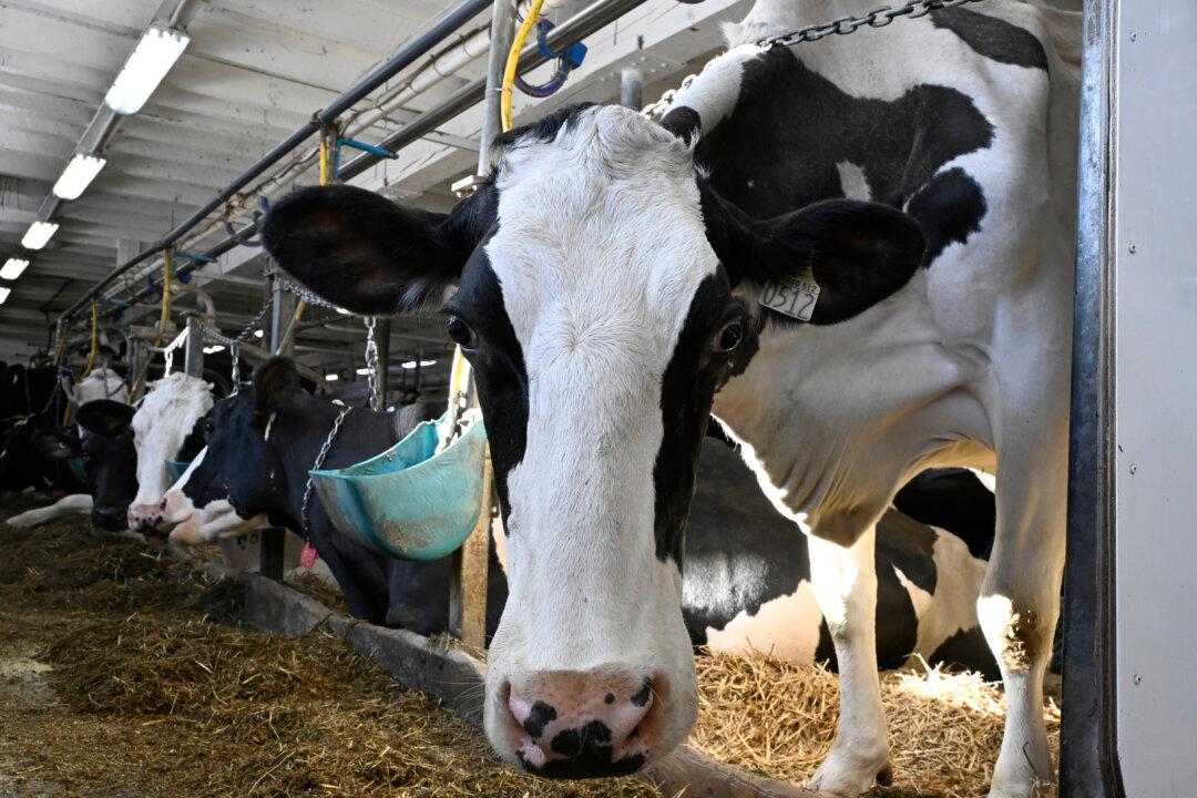Canada Aims to Protect Cattle Industry as US Avian Flu Outbreak Spreads