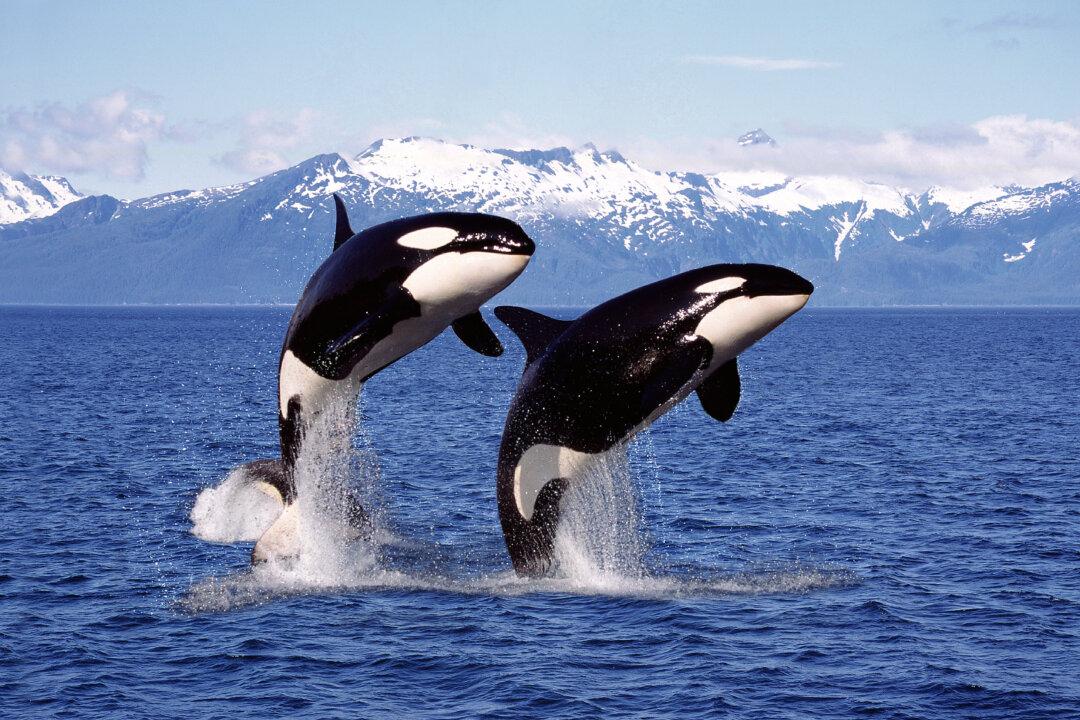 Vancouver Film Company Fined $30K for Killer Whale Drone Footage