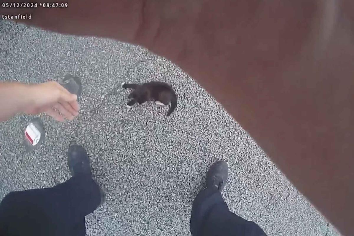 Officer Stanfield from the Alachua Police Department bends down to rescue the kitten on the highway. (Courtesy of <a href="https://www.facebook.com/AlachuaPolice">Alachua Police Department</a>)