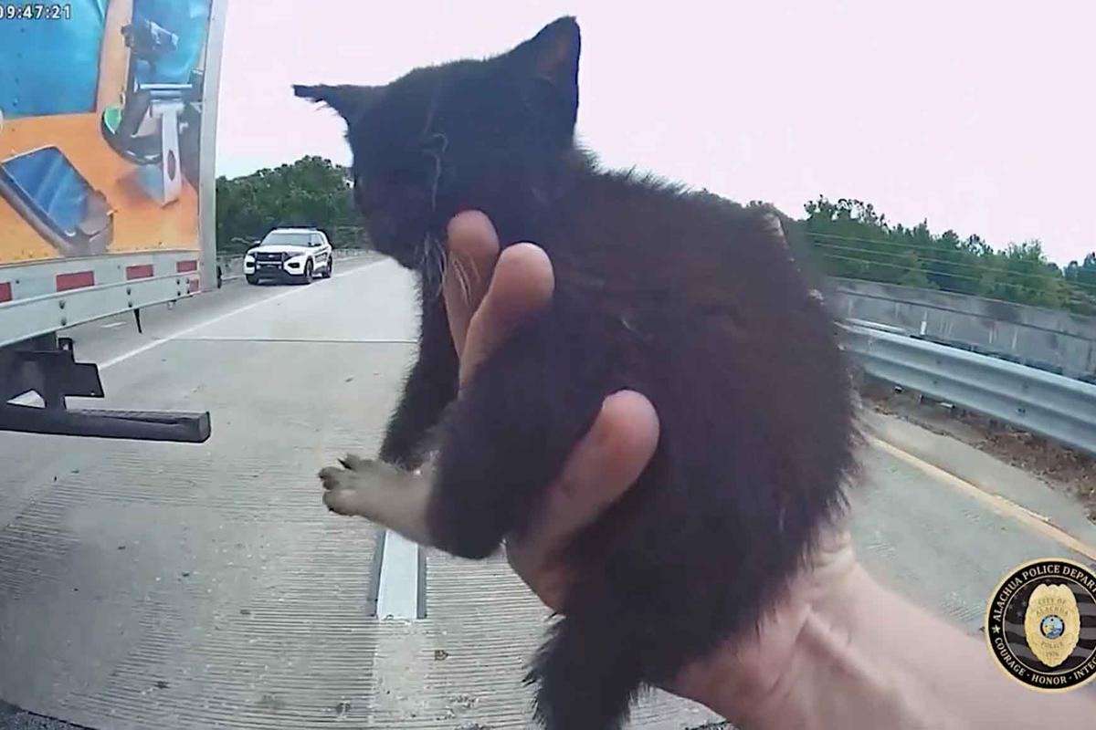 The officer rescues the kitten. (Courtesy of <a href="https://www.facebook.com/AlachuaPolice">Alachua Police Department</a>)