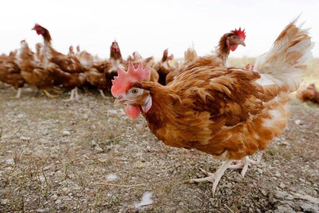 4 Suspected Bird Flu Cases Reported in Washington State Farm Workers
