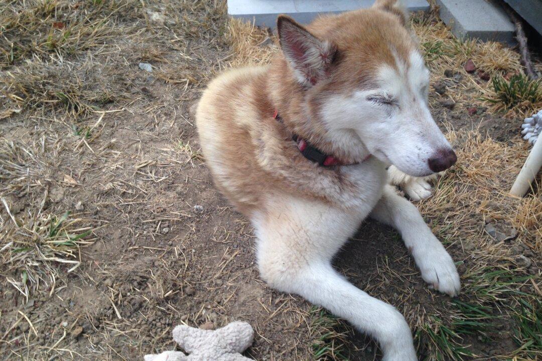 The Current Vaccine Schedule Is Harming Your Pet: Veterinarian