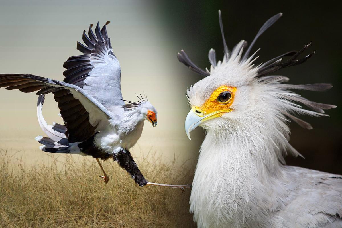 This 4-Foot-Tall Eagle Relative Lives on Land Stomps Snakes With Lightning Speed—Here’s What It Is