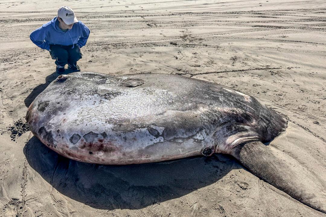 Rare 7-foot Fish Washed Ashore on Oregon’s Coast Garners Worldwide Attention